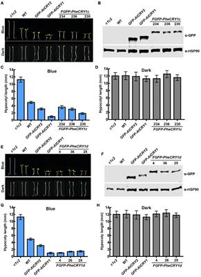 The Function and Photoregulatory Mechanisms of Cryptochromes From Moso Bamboo (Phyllostachys edulis)